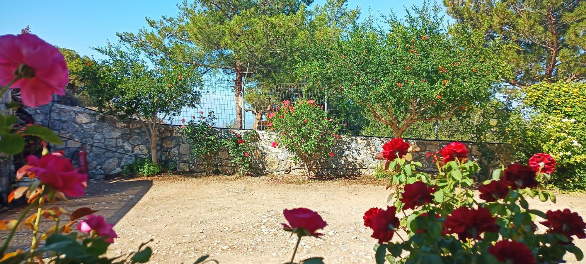 Casa vacanze Dora's House Istrios