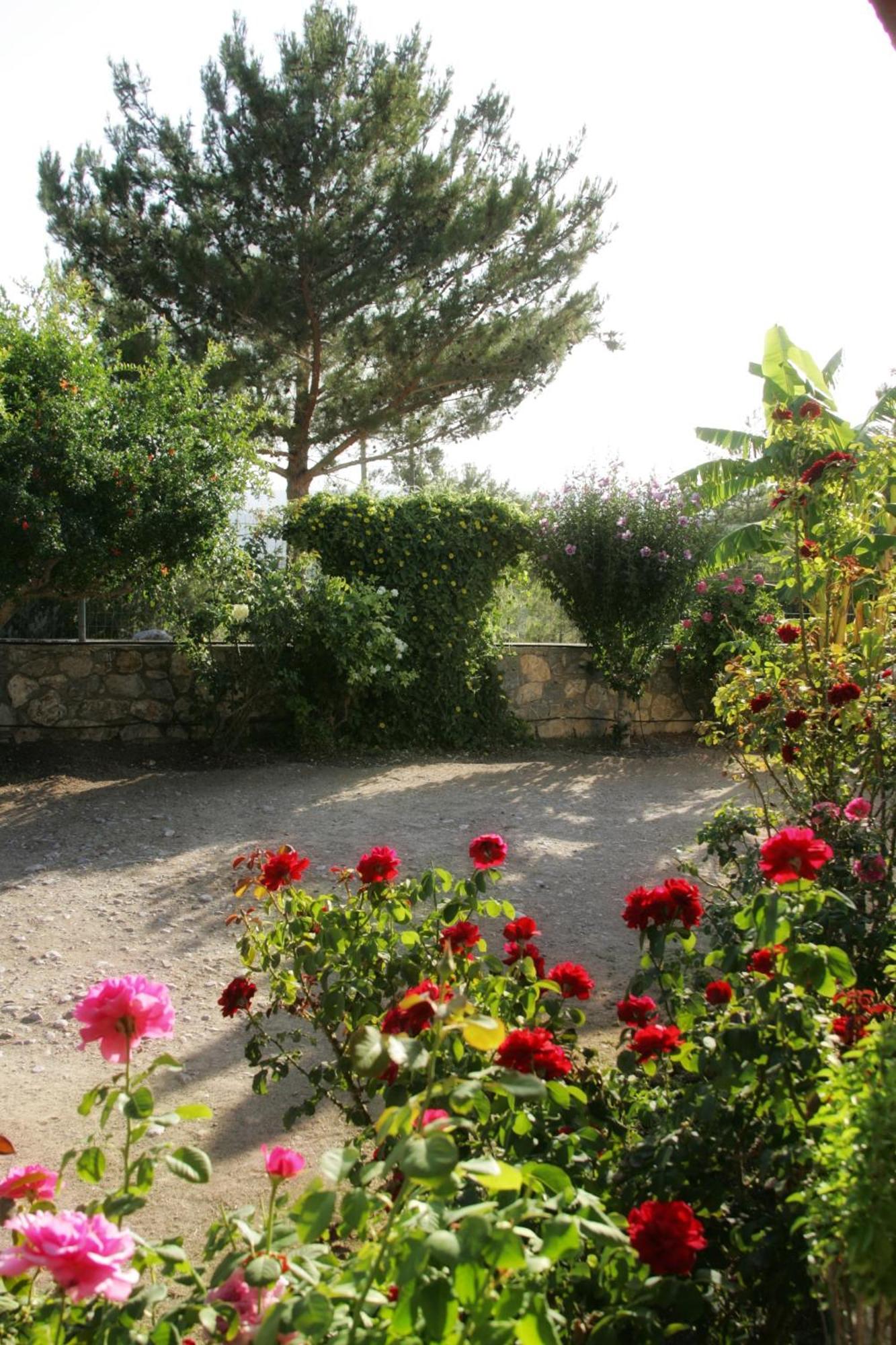 Dora's House Istrios